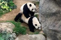 Voor het eerst in 10 jaar hebben de panda's Ying Ying en Le Le liggen knallen in hun verblijf