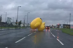 Enorme eend rolt over de straten van Glasgow