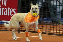 Op de Brazil Open hadden ze ballenhonden in plaats van ballenjongens en dat was gaaf