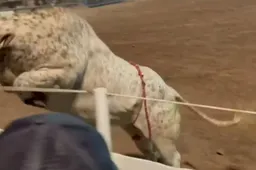 Stier springt publiek in tijdens Amerikaanse rodeo
