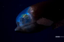 Freaky vissen in de nieuwe docu Blue Planet II