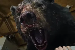 Cocaine Bear: een film over het waargebeurde verhaal van een beer die 136 kilo coke at