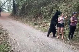 Heldhaftige vrouw maakt doodleuk een selfie terwijl zwarte beer aan haar snuffelt
