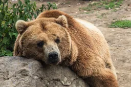 'Zelfverzekerde' bruine beer afgevoerd na inbraak in Italiaanse bakkerij