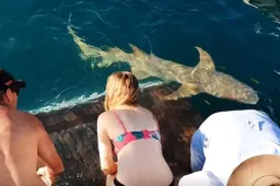 Vrouw wil haai voeren, maar wordt volop in haar vinger gebeten