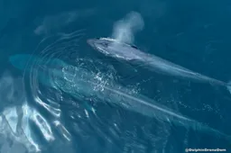 Videographer schiet magische dronebeelden van gigantische blauwe vinvis