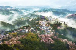 Droom weg bij het zien van het in bloesem gehulde Japan