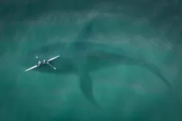 Duikers filmen de grootste witte haai ooit