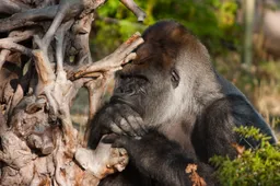 10 random feitjes over gorilla's (tis 14 jaar geleden dat Bokito ontsnapte)
