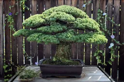 391 jaar oude Bonsaiboom overleefde Hiroshima en groeit nog steeds