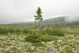 9.500 jaar oude boom is de oudste ter wereld