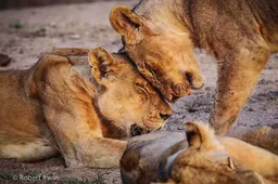 De 13-jarige zoon Steve Irwin is een award winnende wildlife fotograaf