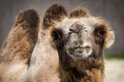 Bij dit dierenpark kun je een kameel, lynx, lepelaar of ander dier adopteren