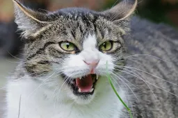 Je kat blijft urenlang boos nadat je hem gekwetst hebt
