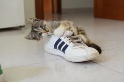 Dit is waarom jouw kat altijd op je schoenen gaat zitten