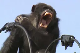 Chimpansee ontvlucht dierentuin en toont acrobatische ontspanningsskills