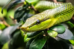 Freek Vonk waarschuwt Tilburg: "Ontsnapte groene mamba is extreem giftig”