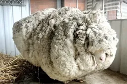 Het wolligste schaap ter wereld is overleden