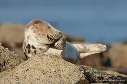 De komische dierenfoto's van de Comedy Wildlife Photography Awards maken je dag