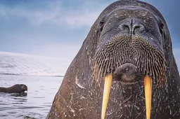 National Geographic fotograaf Cory Richards maakt magnifieke natuurfoto's