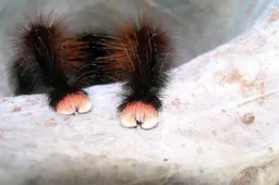 Spinnen hebben blijkbaar kleine voeten met klauwen