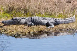 Elvis de alligator heeft honger en snoept bijna rechterbeen van medewerker af