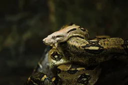 Enorme boa constrictor kronkelt door de straten van Birmingham