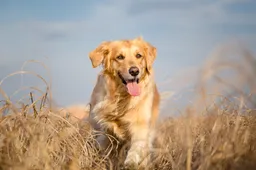 Australische familie laat een vloerkleed van hun overleden hond maken