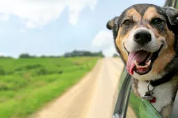 Honden mogen we nooit meer in de badkamer laten