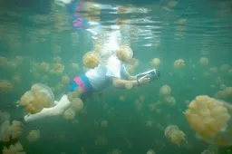 Voor echte adrenalinejunkies is Jellyfish Lake in Palau the place to be