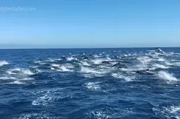 Gasten spotten honderden dolfijnen tijdens hun boottochtje