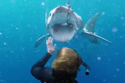 Witte haaien spotten in ’n kooi van plexiglas gaat op het nippertje goed