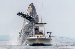 Gruwelijke beelden van gigantische walvis die opspringt naast een vissersboot