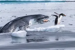 Dit zijn de formidabele kanshebbers op de prijs van Wildlife Photographer of the Year