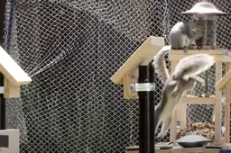 YouTuber bouwt hindernisbaan in zijn tuin voor hongerige eekhoorns