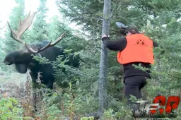 Deze dwaas zoekt ruzie met een wilde eland stier