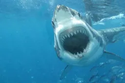 Dude filmt hoe het is om door een haai opgevreten te worden