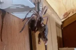 Australisch stel stuit op bloeddorstige spin die een muis opeet