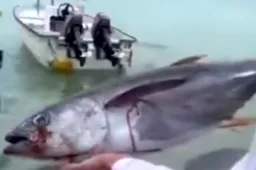 Reuzenpiranhas gaan compleet door het lint bij dood tonijn