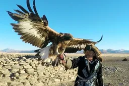 Toerist bindt GoPro op de rug van een adelaar om de jacht te filmen