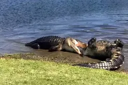Bloeddorstige alligators vechten elkaar de tent uit op golfbaan