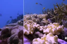 Netflix documentaire 'Chasing Coral' is adembenemend mooi en verontrustend