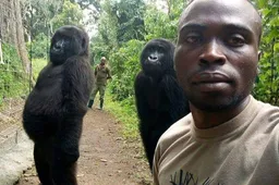 Fotogenieke gorilla's poseren als bazen voor selfie van anti-stroper rangers