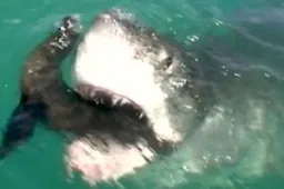 Zeehond eindigt op brute wijze als snack voor witte haai