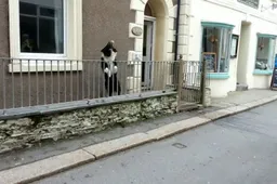 Geniale hond speelt met voorbijgangers bij zijn tuin