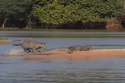 Jaguar en kaaiman maken elkaar kapot in gruwelijk gevecht