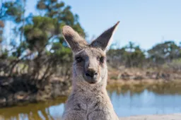 Australische man dood door z'n eigen kangoeroe