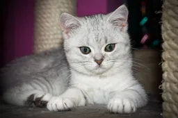 Russische eigenaar zet kat te koop die je volgens hem van je kater geneest