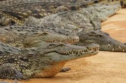 Man doet tof bij krokodil en wordt keihard aangevallen