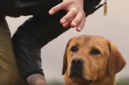 In Sitka Films: Say When check je hoe Barton Ramsey bijna elke dag met labradors traint in bizarre omstandigheden